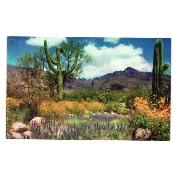 Vintage Postcard April Landscape Valley Of The Sun Desert Wild Flowers Cactus - Picture 1 of 2